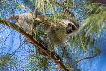 A Vervet Monkey perched in a tree