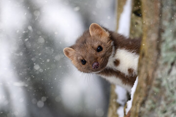 The marten runs on the newly fallen snow and climbs into the hollow of the tree.