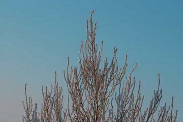 Thin branches of the plant are covered with ice crystals