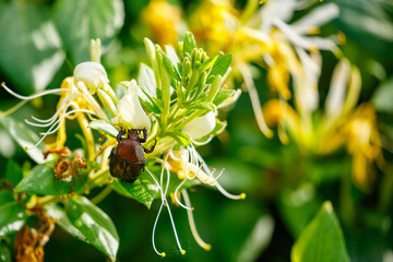 A chafer beetle on a flower