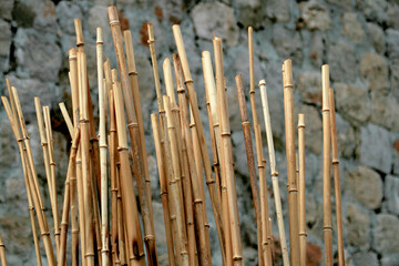 bamboo lost