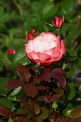 Emailleschild Kiefernweg