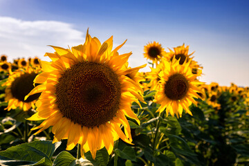 Sunflower fields And blue Sky clouds Background.Sunflower fields landscapes on a bright sunny day with patterns formed in natural background.