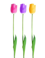 Tulips in three colors close-up on a white background