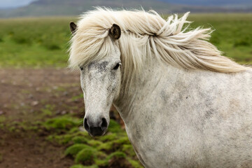 Portrait of a beautiful Icelandic white horse with a lush mane. Iceland.