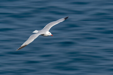 Fototapeta na wymiar Audouin's Gull, Ichthyaetus audouinii, clipping on white background transparecia, wild life bird in flight