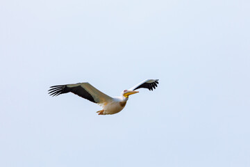 Flying Pelicans in the Danube Delta