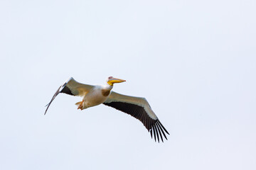 Flying Pelicans in the Danube Delta