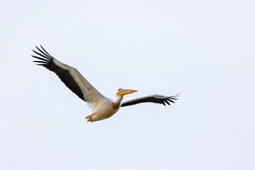 Fototapeta na wymiar Flying Pelicans in the Danube Delta