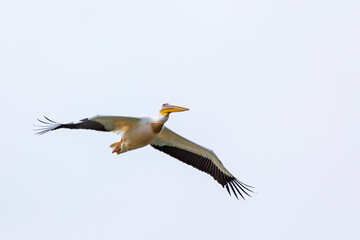 Flying Pelicans in the Danube Delta