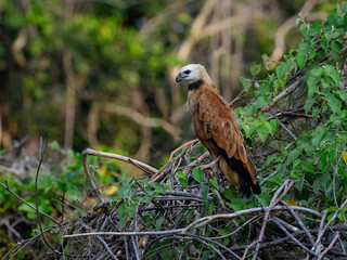 Black-collared Hawk sitting on tree branch in Costa Rica