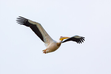 Fototapeta na wymiar Flying Pelicans in the Danube Delta