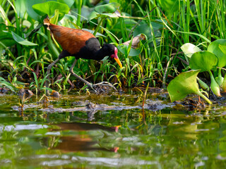 Wattled Jacana foraging on the pond in Costa Rica