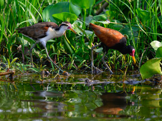 Wattled Jacana with chick foraging on the pond in Costa Rica