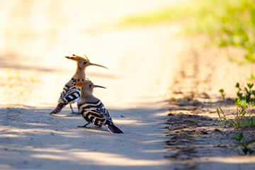 A Hoopoe in the wild of the Danube Delta © hecke71