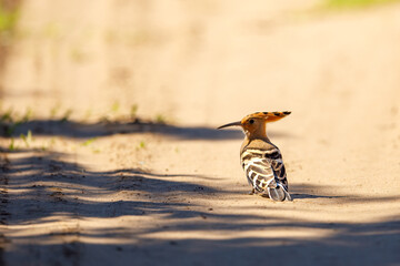 A Hoopoe in the wild of the Danube Delta