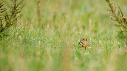 A ground squirrel on a meadow in the Danube Delta Romania