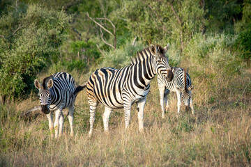 Three zebras in the Hluhluwe-Imfolozi Park in South Africa