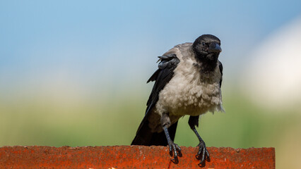 Hooded crows in the danube delta