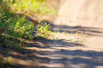 A Hoopoe in the wild of the Danube Delta