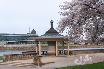 Alcove on the banks of the Elbe River in Dresden in the park Japanisches Palais. Cherry blossom in the foreground. Focus on the building