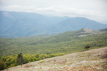 nature mountains forest thick trees blue sky