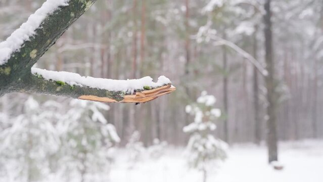 Close-up of a broken tree branch in a winter forest. Harm to the environment. Destruction of the forest by humans and animals.