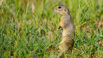 Naklejka na ściany i meble A ground squirrel on a meadow in the Danube Delta Romania