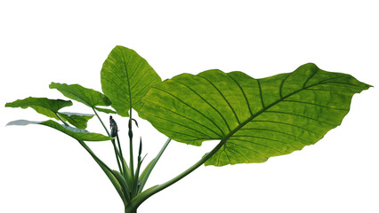 Green leaves  with flowers of giant elephant ears colocasia the tropical rainforest foliage plant bush growing in wild isolated on white bacground, wide angle view.