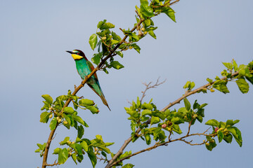 Bee Eater in the Danube Delta in Romania