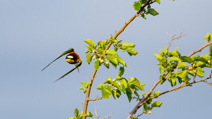Bee Eater in the Danube Delta in Romania