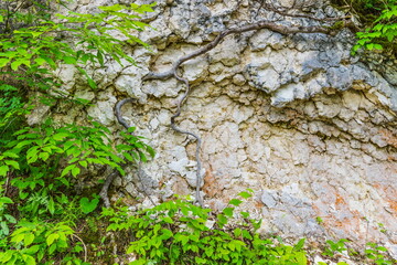 rocks in the valley of the Shareula river with rare plants and trees, Georgia