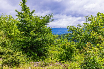 Vegetation of the Shareula River Valley with relic plants, Georgia
