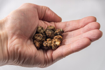 Magic truffles mushrooms full of psilocybin in red hand with light background