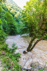 Obraz premium Forest river in the Shareula river valley with rare plants and trees, Georgia