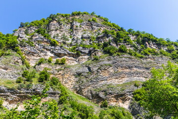 Lush green vegetation in the Shareula river valley with rare plants and trees, Georgia