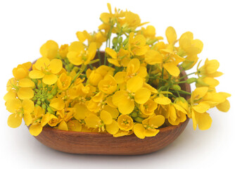 Edible mustard flower