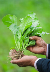 Hand holding freshly harvested spinach