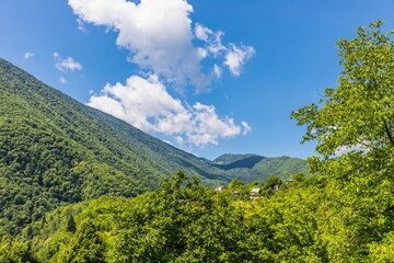 Fototapeta premium Lush green vegetation in the Shareula river valley with rare plants and trees, Georgia