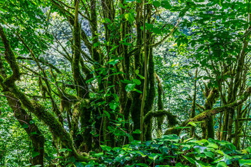 Lush green vegetation in the Shareula river valley with rare plants and trees, Georgia