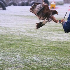 eagle in flight