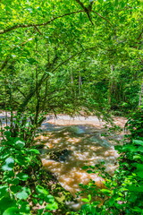 Forest river in the Shareula river valley with rare plants and trees, Georgia
