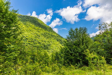Lush green vegetation in the Shareula river valley with rare plants and trees, Georgia