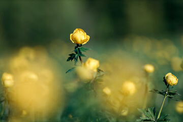 selective focus with shallow depth of field on a yellow flower in a field