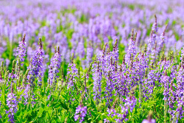 purple field bean flowers planted to improve soil properties