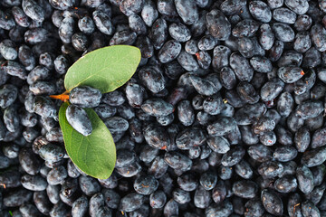 two leaves and two honeysuckle berries on the background of the collected berries