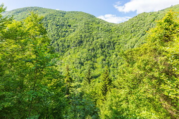 Fototapeta na wymiar Lush green vegetation in the Shareula river valley with rare plants and trees, Georgia