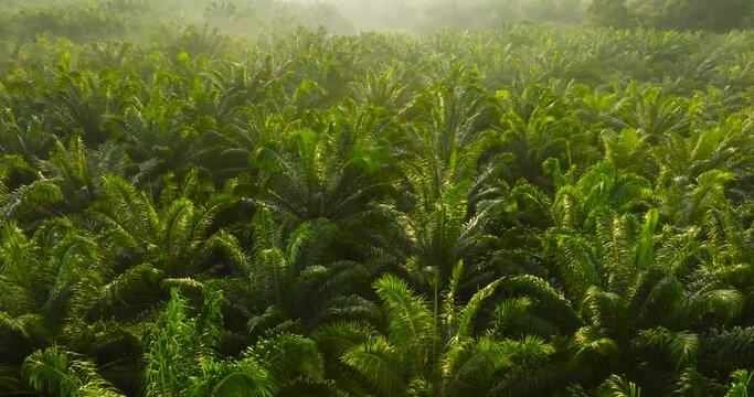 Aerial view palms tree palm oil plantation beautiful green space rich agricultural plants