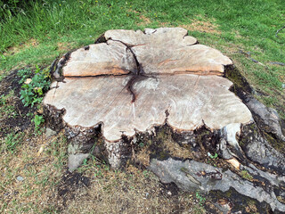A view of a Tree Stump