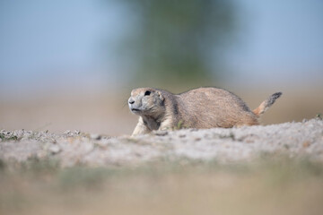 prairie dog low on the ground